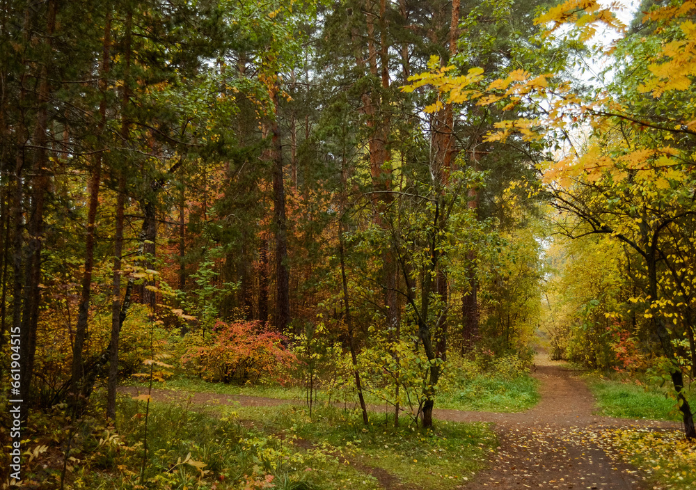 Autumn landscape in a dense forest