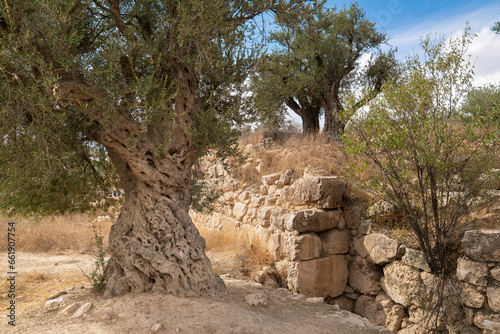 Landscape with old olive trees and ancient ruins