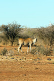 A photo of giant eland