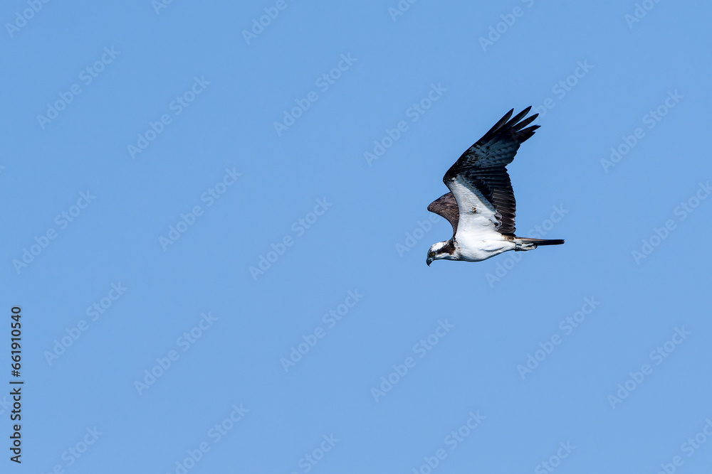 Fischadler im Flug (Pandion haliaetus) Fischadler im Flug (Pandion haliaetus)
