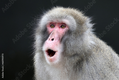 Photography The Japanese macaque (Macaca fuscata), also known as the snow monkey