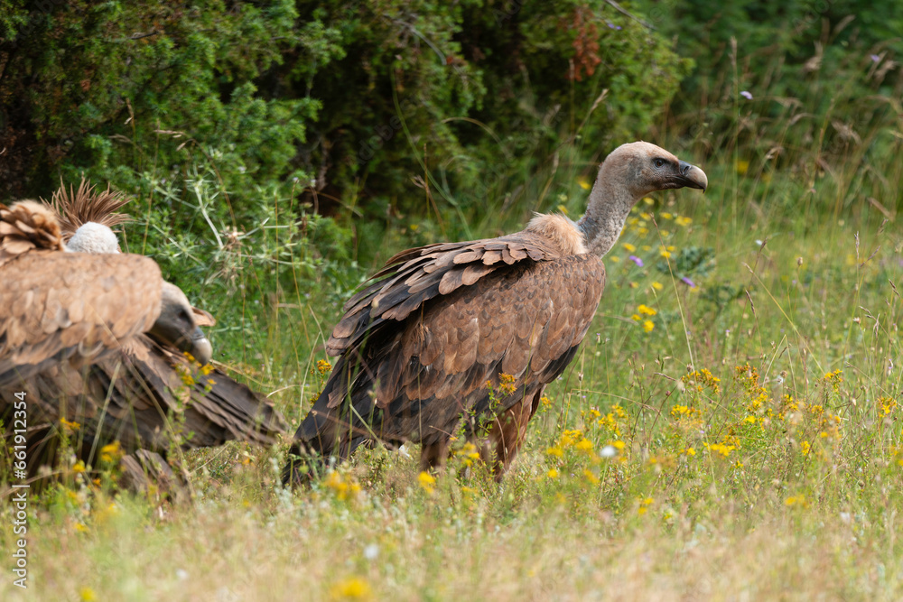 Vautour fauve,.Gyps fulvus, Griffon Vulture, Parc naturel régional des grands causses 48, Lozere, France Vautour fauve,.Gyps fulvus, Griffon Vulture, Parc naturel régional des grands causses 48, Lozere, France