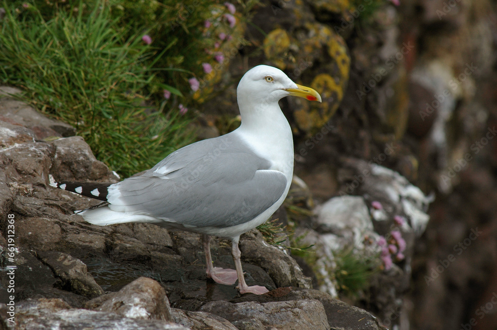 Goéland argenté, nid,.Larus argentatus, European Herring Gull Goéland argenté, nid,.Larus argentatus, European Herring Gull
