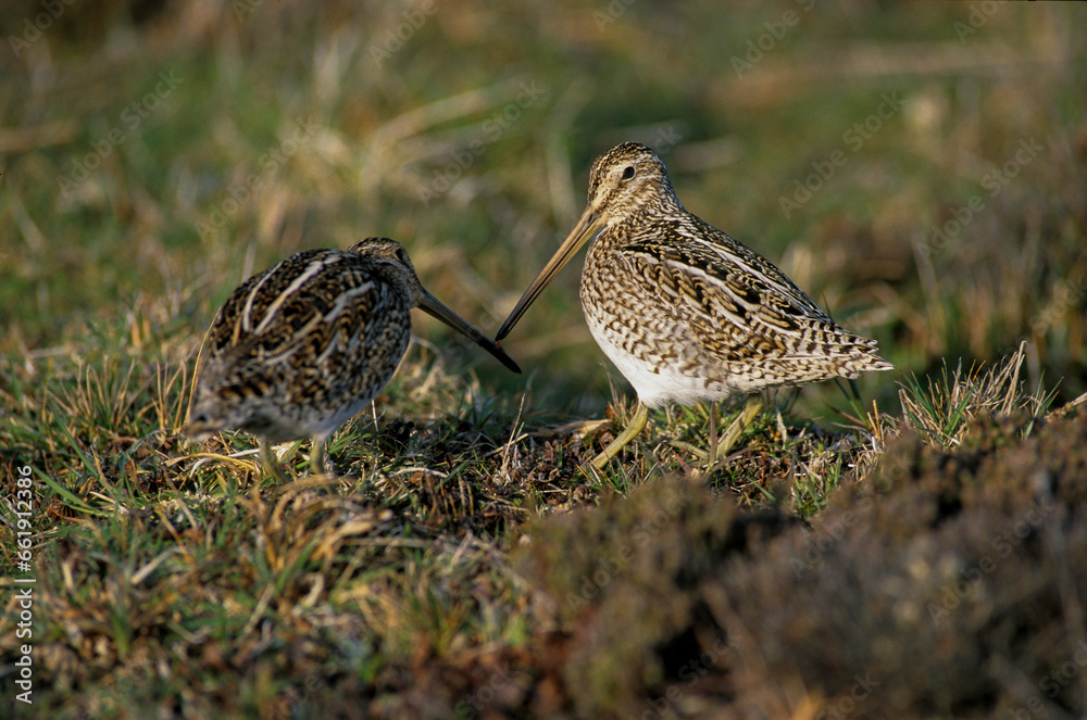 Bécassine des marais,.Gallinago gallinago, Common Snipe Bécassine des marais,.Gallinago gallinago, Common Snipe