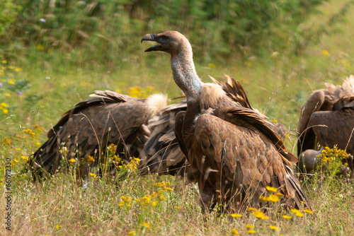 Vautour fauve .Gyps fulvus  Griffon Vulture  Parc naturel r  gional des grands causses 48  Lozere  France