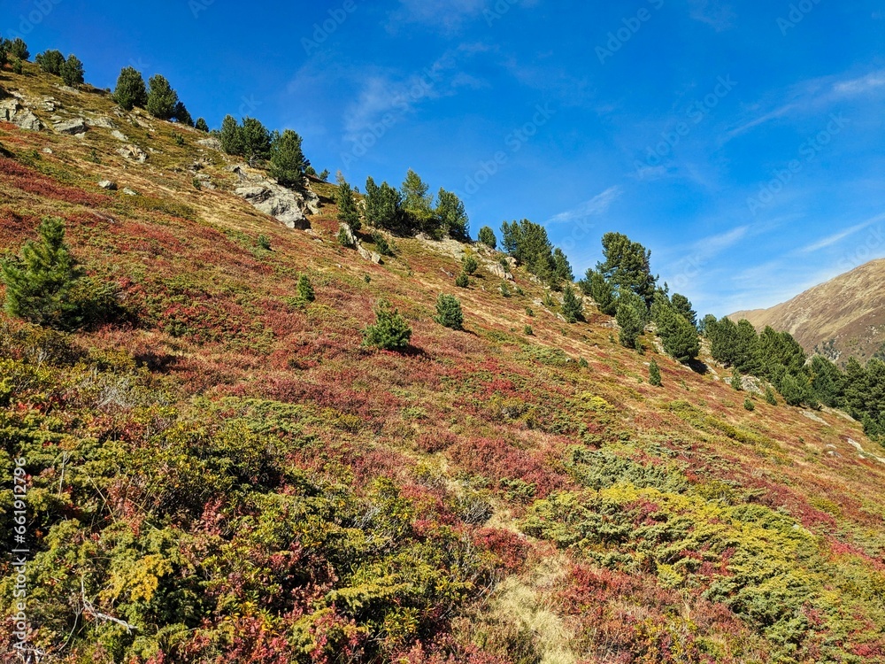 Colorful autumn in the mountains. Flowering bushes and blueberries in Davos Klosters. High quality photo Colorful autumn in the mountains. Flowering bushes and blueberries in Davos Klosters. High quality photo