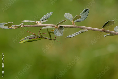 Praying mantis Mantis religiosa in close view © denis