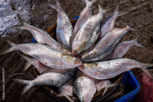 Hilsa fish photo