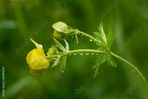 Globe flower (Trollius europaeus) after a spring rain. Water drops concept. Rain drops on a yellow flower. Rain drops on a globe flower.