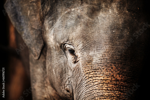 Jungle, face and closeup of elephant portrait with texture, wrinkles and sad eyes in nature at night. Forest, animal or conservation with environment, peace and wildlife for care, calm and protection