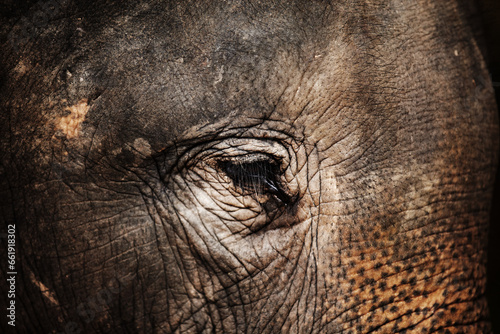 Forest, face or closeup of eye of elephant with texture, wrinkles and zoo in nature at night. Jungle, animal or conservation with environment, peace and wildlife for unhappy, calm and skin in africa