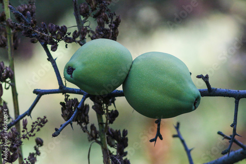 Autumn in Kyiv Botanical Garden, Ukraine photo