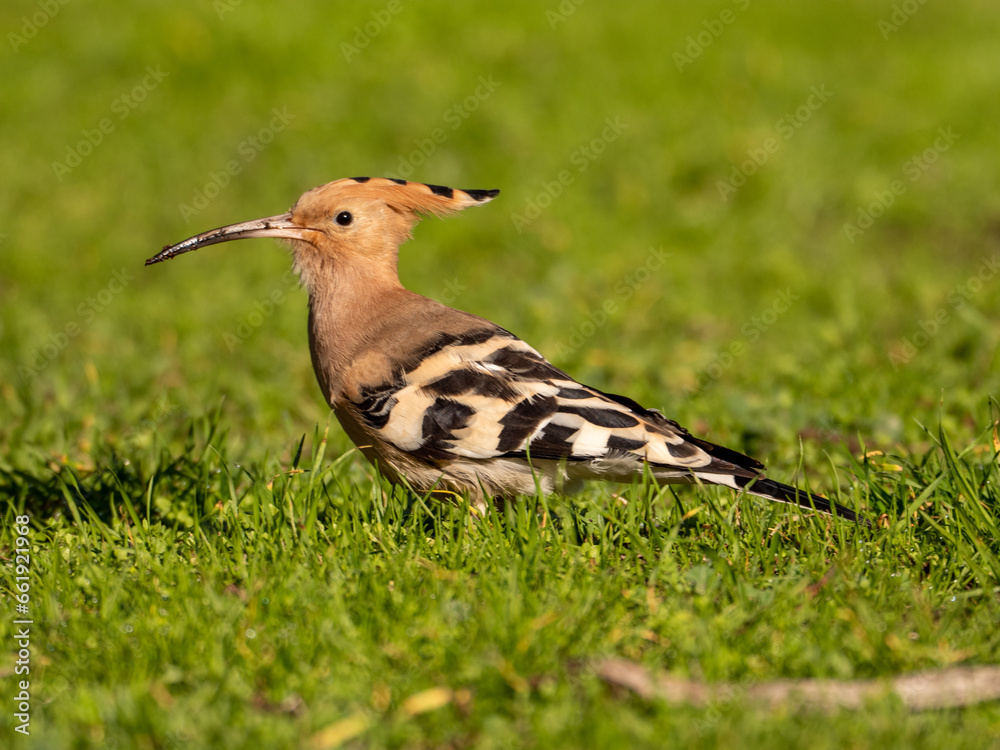 Solitary Hoopoe in an Open Field: Close-Up Nature Portrait Solitary Hoopoe in an Open Field: Close-Up Nature Portrait
