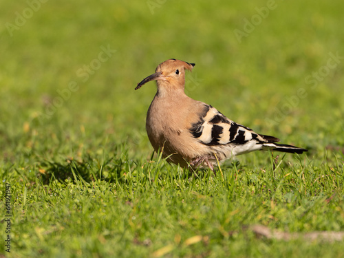 Solitary Hoopoe in an Open Field: Close-Up Nature Portrait © Xavier Balmes