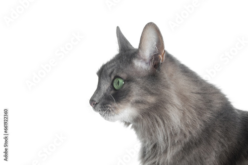 Domestic gray cat closeup isolated on a white background