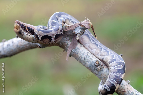 Phyton reticulatus aka Sanca Batik from Borneo Island