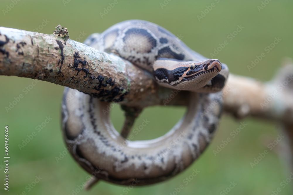 Phyton reticulatus aka Sanca Batik from Borneo Island Phyton reticulatus aka Sanca Batik from Borneo Island