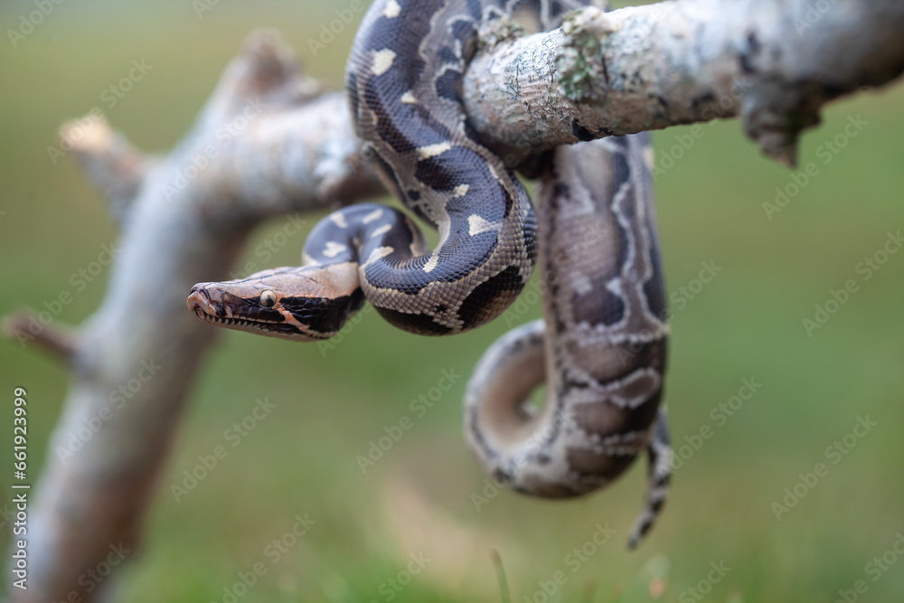 Obraz premium Phyton reticulatus aka Sanca Batik from Borneo Island