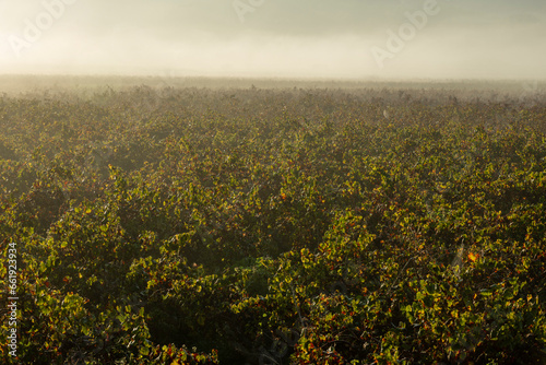 Vineyard in Lliber  Alicante  Spain in autumn with yellow  green and red colors on the leaves - stock photo