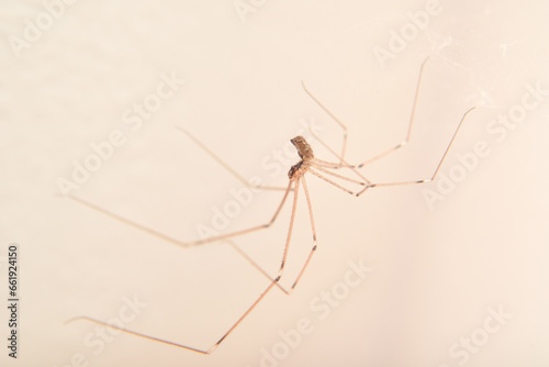 Spider hanging on the cobweb in the room near the wall. Close-up. Selective focus.