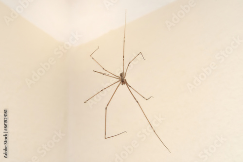 Spider hanging on the cobweb in the room near the wall. Close-up. Selective focus.