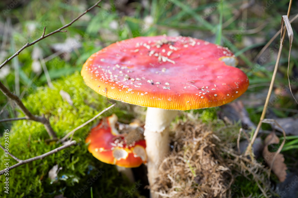Bright red and poisonous toadstool in autumn in forest Bright red and poisonous toadstool in autumn in forest
