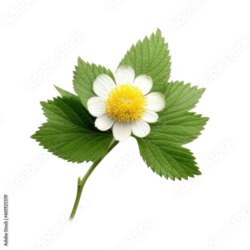 flower isolated on white background png image