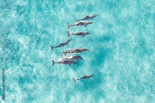View from above of a pod of dolphins enjoying a swim in the ocean #661927743
