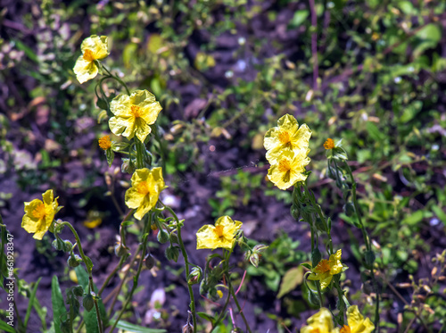 Helianthemum nummularium  Common Rockrose Little Sun-Flower. Wild plant shot in spring.