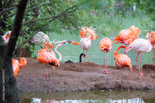 Majestic pink and Caribbean flamingos rests by the water in the Moscow Zoo.