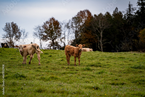 Cows on the meadow