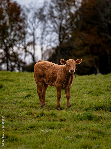 Brown Calf  in Rural Meadow Standing