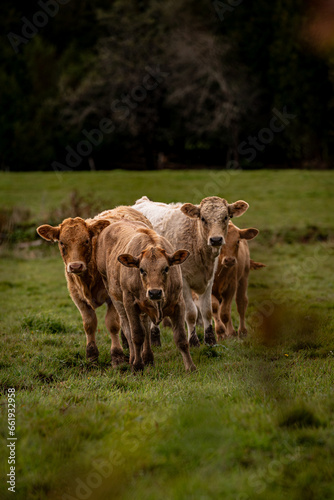 Cows in the field looking
