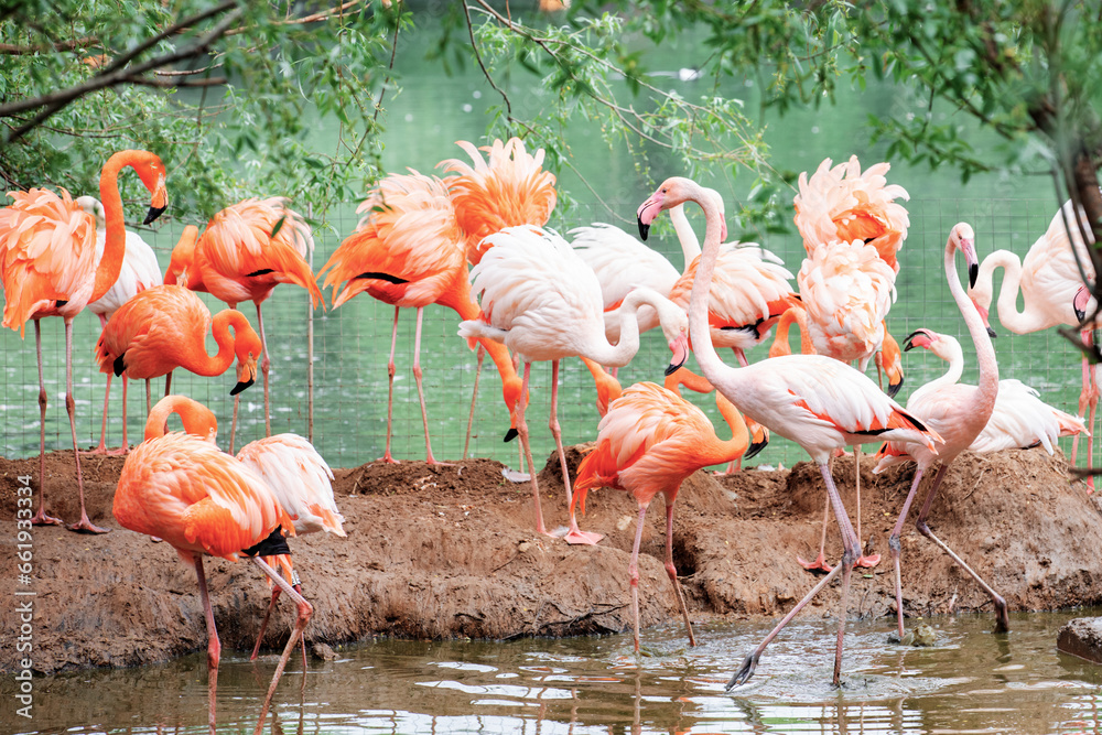 A flamboyance of pink and caribbean flamingos resting by the water at the Moscow zoo. A flamboyance of pink and caribbean flamingos resting by the water at the Moscow zoo.