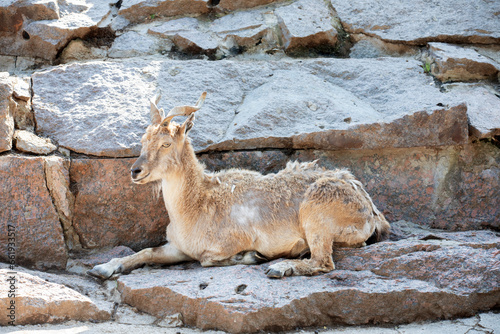 Markhor or Markhur (The screw - horned goat) in the Moscow zoo. photo