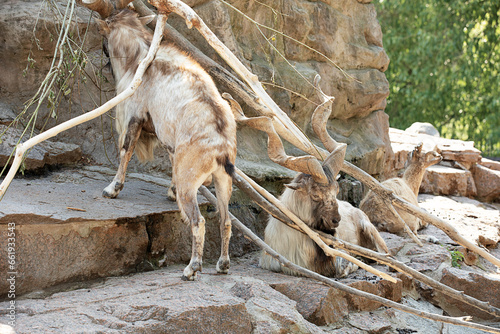 Markhor or Markhur (The screw - horned goat) in the Moscow zoo. photo