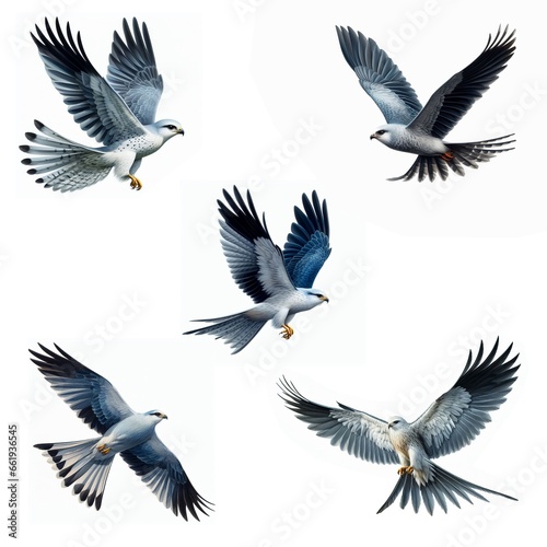 A set of male and female Mississippi Kites flying isolated on a white background