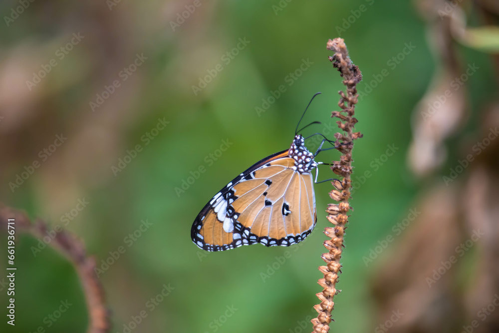 Obraz premium Yellow with black Butterfly on Violet Flowers with Blurred Green Background