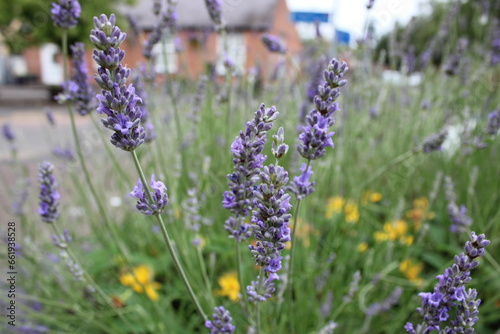 Close up of lavender flower  perspective focus  background blurred
