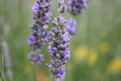 Close up of lavender flower, perspective focus, background blurred