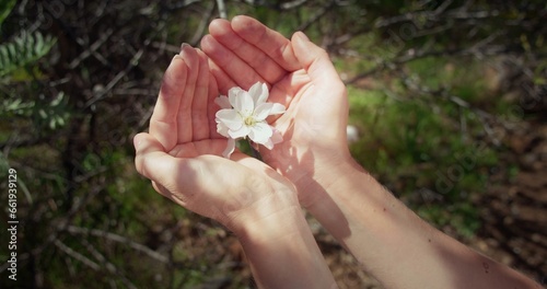Women hands tace care of the environment. Enjoying blooming nature, touching tree flowers in spring. Almond flowers.