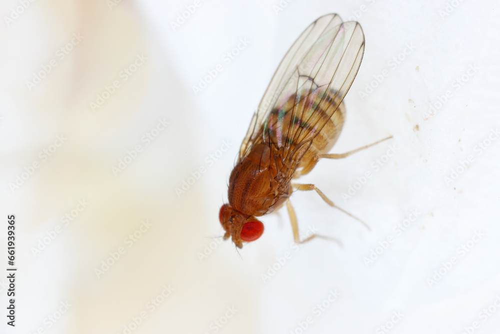 Obraz premium Common fruit fly or vinegar fly (Drosophila) is a species of fly in the family Drosophilidae.