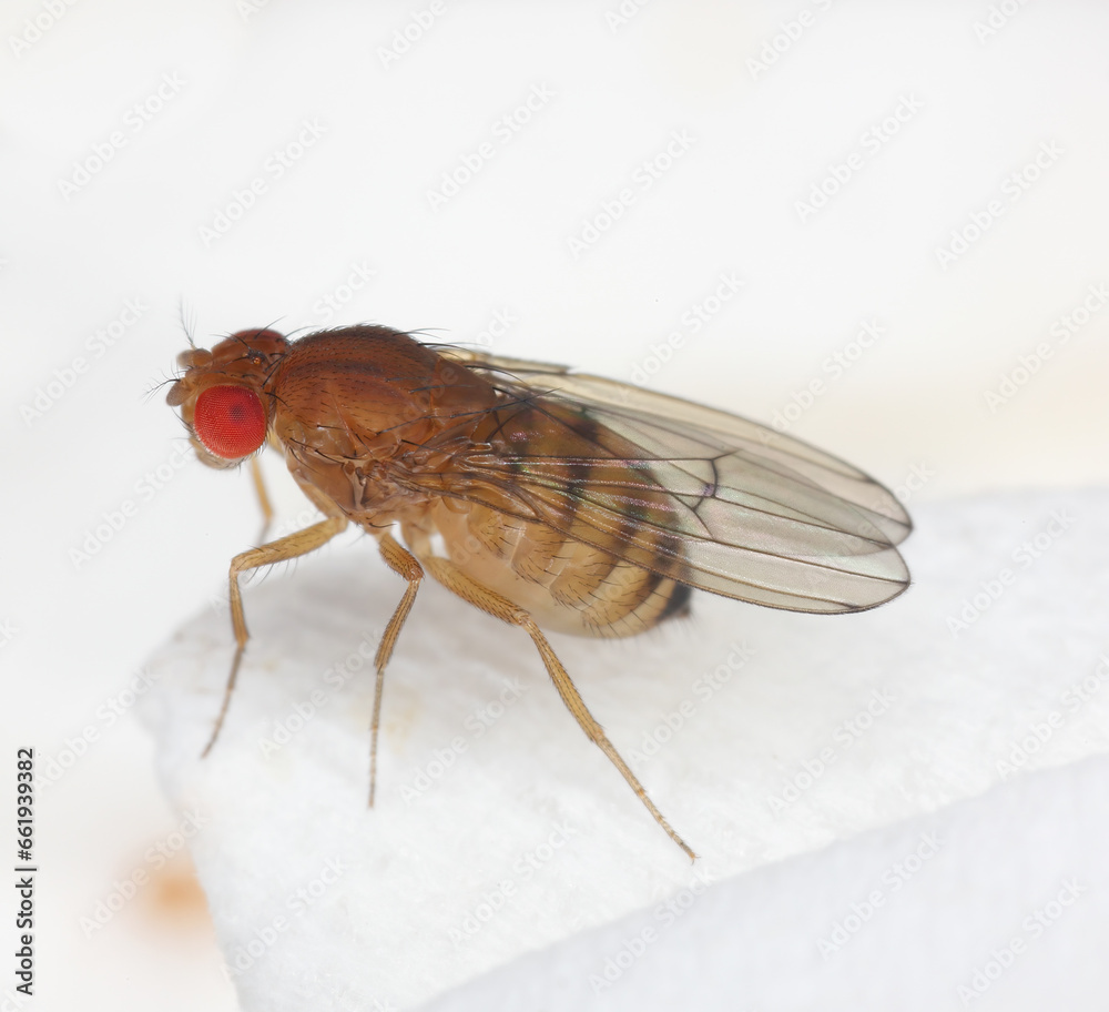 Obraz premium Fruit Fly Drosophila Diptera Parasite Insect Pest on fruits in homes Macro