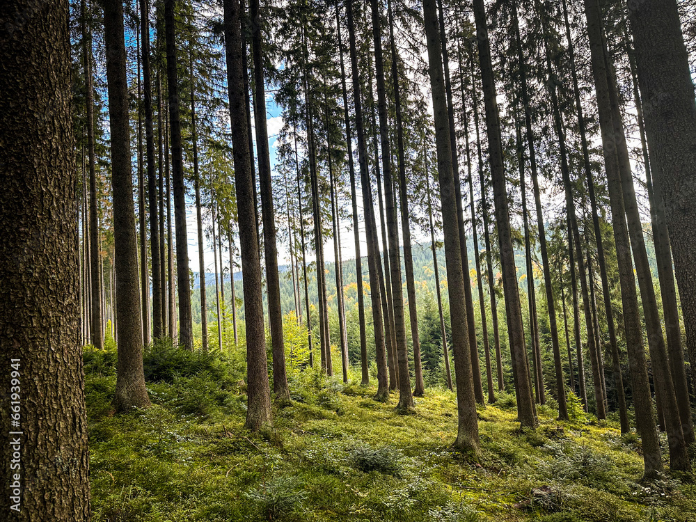 Obraz premium Beautiful wood in Slovakia mountains, green forest in the autumn, beauty in nature, light and bright colors