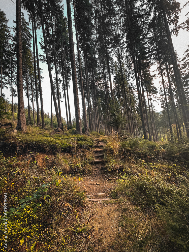 Beautiful wood in Slovakia mountains, green forest in the autumn, beauty in nature, light and bright colors