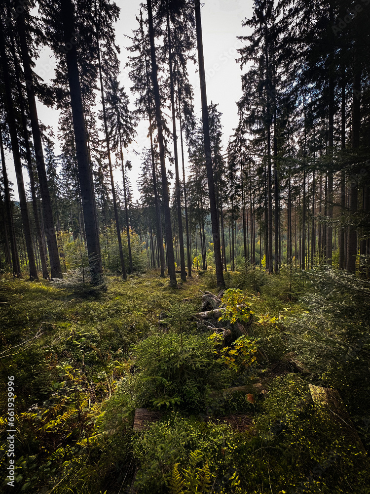 Fototapeta premium Beautiful wood in Slovakia mountains, green forest in the autumn, beauty in nature, light and bright colors