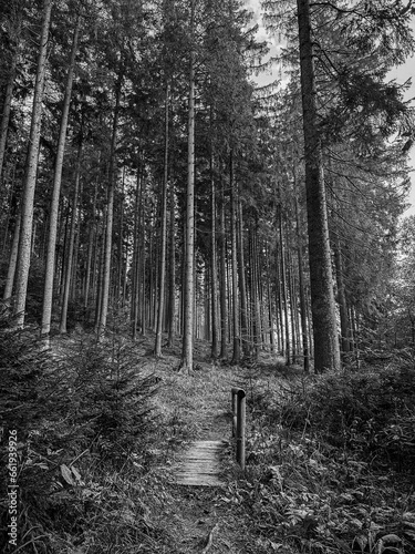 Fototapeta Naklejka Na Ścianę i Meble -  black and white photo of the coniferous wood in the summer with a wooden bridge