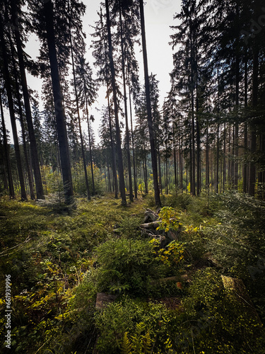 Beautiful wood in Slovakia mountains, green forest in the autumn, beauty in nature, light and bright colors