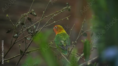 Video of Fischers Lovebird in zoo
