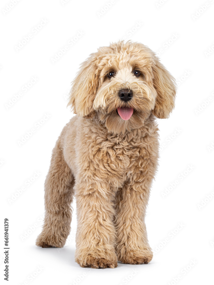 Cute cream young Labradoodle dog, standing up facing front. Looking straight to camera. Tongue out. Isolated on a white background.